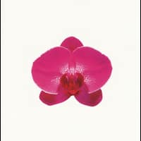 Il professore di desiderio