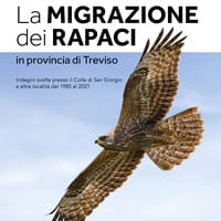 La migrazione dei rapaci in provincia di Treviso. Indagini svolte presso il Colle di San Giorgio e altre località dal 1985 al 2021