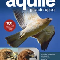 Aquile. I grandi rapaci