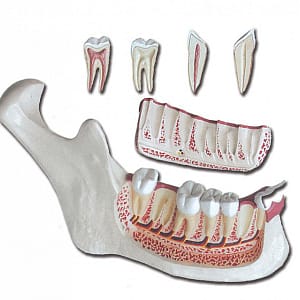 Mandibola – 6 parti